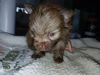 Olivia-ckc girl, a female Pomeranian for sale in Uvalda, GA – 1 of 5
