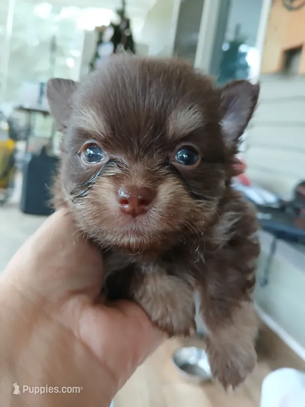 Finn-ckc boy  – Pomeranian puppy for sale in Uvalda, GA