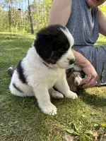 Striker, a male Newfoundland and Pyredoodle for sale in Merrill, WI – 1 of 2