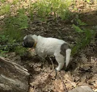 Stormy, F, a female Bordoodle for sale in Merrill, WI – 2 of 3
