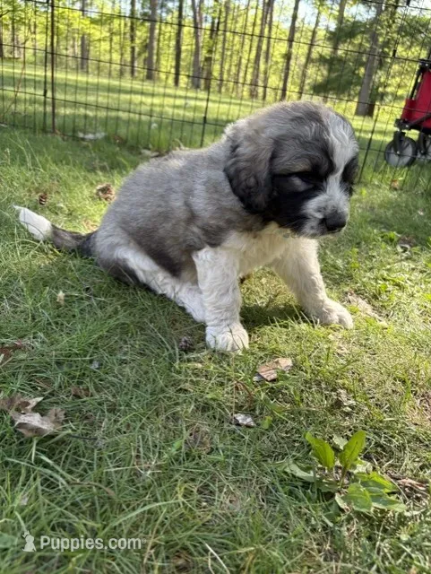 Minho – Newfoundland, Pyredoodle puppy for sale in Merrill, WI
