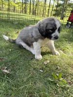 Minho, a male Newfoundland and Pyredoodle for sale in Merrill, WI – 1 of 3