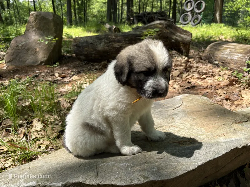 Stormy, F – Border Collie, Poodle - Standard  puppy for sale in Merrill, WI