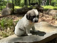 Stormy, F, a female Bordoodle for sale in Merrill, WI – 3 of 3