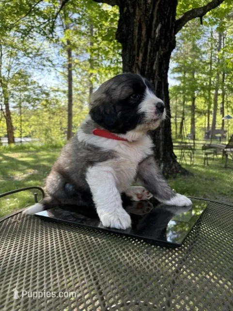 Lightning – Pyredoodle puppy for sale in Merrill, WI