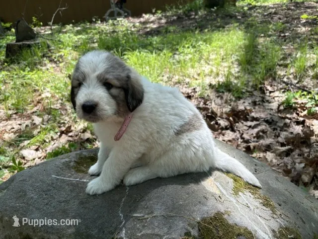 Cloudy - F – Poodle, Border Collie puppy for sale in Merrill, WI