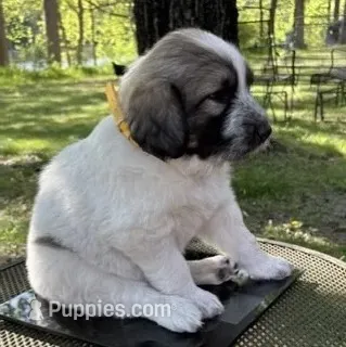 Stormy, F – Bordoodle puppy for sale in Merrill, WI
