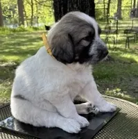 Stormy, F, a female Bordoodle for sale in Merrill, WI – 1 of 3