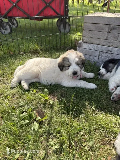 Cloudy – Newfoundland, Pyredoodle puppy for sale in Merrill, WI