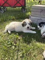 Cloudy, a female Newfoundland and Pyredoodle for sale in Merrill, WI – 1 of 2