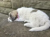 Alpine, F, a female Great Pyrenees and Poodle - Standard  for sale in Merrill, WI – 3 of 8