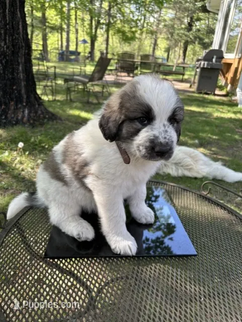Cardan – Newfoundland, Pyredoodle puppy for sale in Merrill, WI