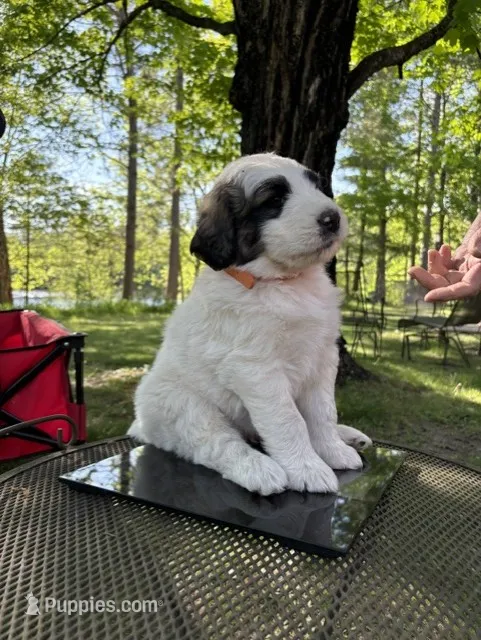 Peeta – Newfoundland, Pyredoodle puppy for sale in Merrill, WI