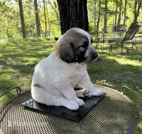 Stormy, F – Newfoundland, Pyredoodle puppy for sale in Merrill, WI