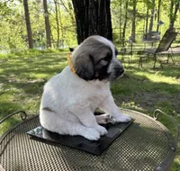 Stormy, F, a female Newfoundland and Pyredoodle for sale in Merrill, WI – 1 of 3