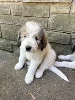 Alpine, F, a female Great Pyrenees and Poodle - Standard  for sale in Merrill, WI – 2 of 8