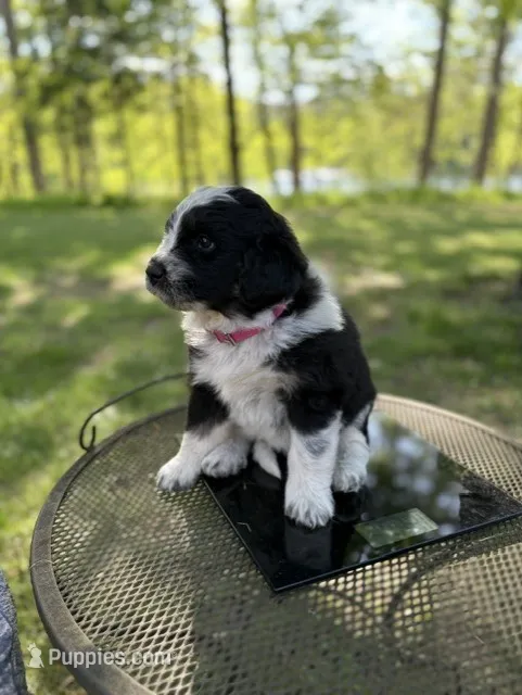 Nymeria – Newfoundland, Pyredoodle puppy for sale in Merrill, WI
