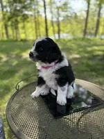 Nymeria, a female Newfoundland and Pyredoodle for sale in Merrill, WI – 1 of 3