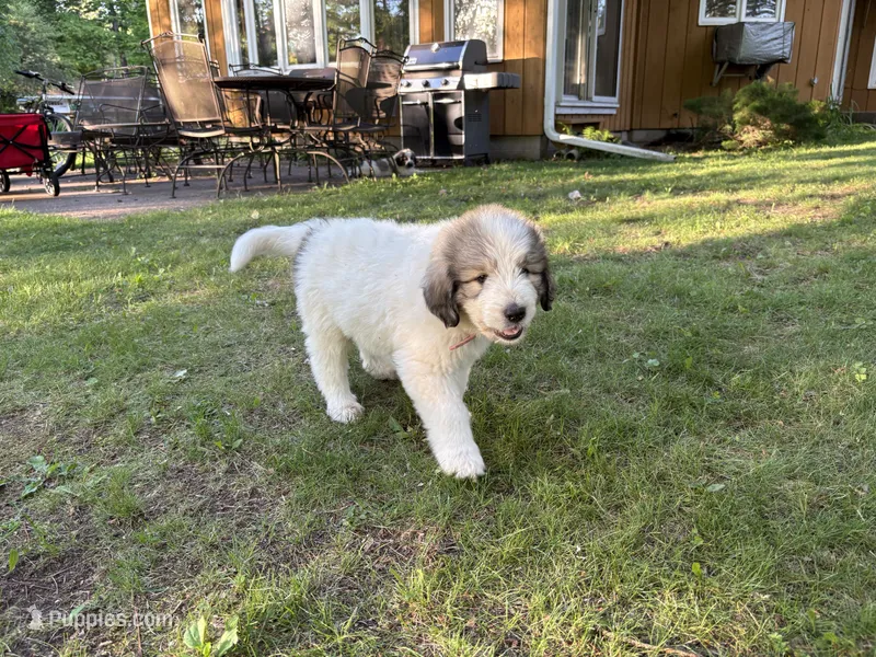 Cloudy - F – Poodle, Border Collie puppy for sale in Merrill, WI