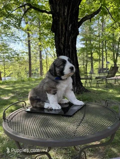 Katniss – Newfoundland, Pyredoodle puppy for sale in Merrill, WI