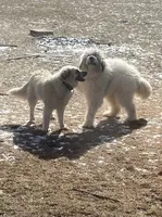 Striker, a male Newfoundland and Pyredoodle for sale in Merrill, WI – 2 of 2