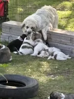 Cardan, a male Newfoundland and Pyredoodle for sale in Merrill, WI – 2 of 3