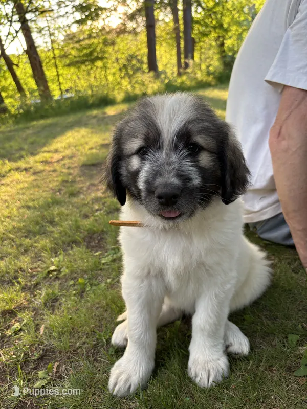 Stormy, F – Border Collie, Poodle - Standard  puppy for sale in Merrill, WI