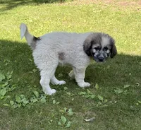 Aspen, F, a female Great Pyrenees and Poodle - Standard  for sale in Merrill, WI – 2 of 8