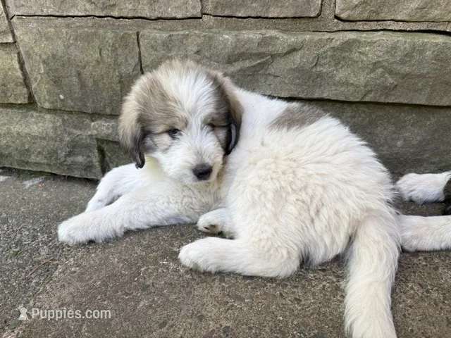 Alpine, F – Great Pyrenees, Poodle - Standard  puppy for sale in Merrill, WI