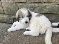 Alpine, F, a female Great Pyrenees and Poodle - Standard  for sale in Merrill, WI – 1 of 8