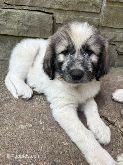 Aspen, F – Great Pyrenees, Poodle - Standard  puppy for sale in Merrill, WI