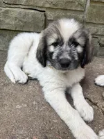 Aspen, F, a female Great Pyrenees and Poodle - Standard  for sale in Merrill, WI – 1 of 8