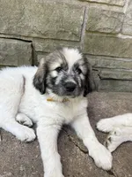 Aspen, F, a female Great Pyrenees and Poodle - Standard  for sale in Merrill, WI – 3 of 8