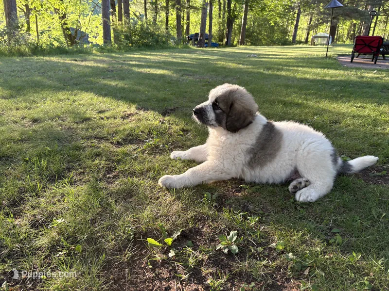 Rustler-M – Border Collie, Poodle - Standard  puppy for sale in Merrill, WI