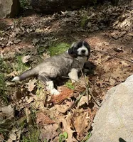 Rambler - M, a male Bordoodle for sale in Merrill, WI – 2 of 3