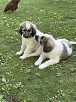Tundra M, a male Great Pyrenees and Poodle - Standard  for sale in Merrill, WI – 3 of 7