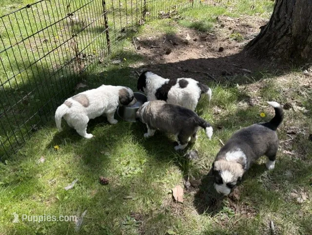 Ranger - M – Border Collie, Poodle - Standard  puppy for sale in Merrill, WI