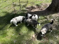 Ranger - M, a male Bordoodle for sale in Merrill, WI – 2 of 2
