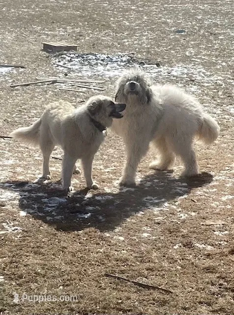 Stormy, F – Newfoundland, Pyredoodle puppy for sale in Merrill, WI