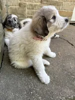 Alpine, F, a female Great Pyrenees and Poodle - Standard  for sale in Merrill, WI – 4 of 8
