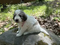 Alpine, F, a female Great Pyrenees and Poodle - Standard  for sale in Merrill, WI – 5 of 8