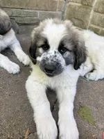 Tundra M, a male Great Pyrenees and Poodle - Standard  for sale in Merrill, WI – 2 of 7