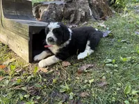 Nya - F, a female Bordoodle for sale in Merrill, WI – 2 of 2