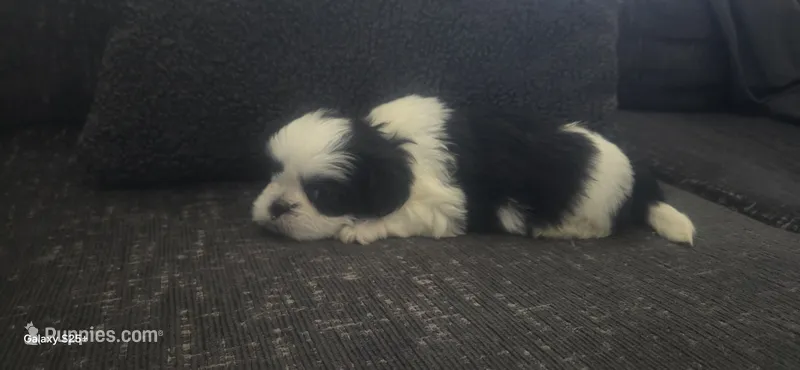 Spots, a male Shih Tzu for sale in Port Richey, FL – 1 of 2