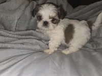 Tiny, a male Shih Tzu for sale in Port Richey, FL – Photo 1 of 3