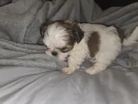 Tiny, a male Shih Tzu for sale in Port Richey, FL – Photo 2 of 3