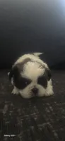 Chase, a male Shih Tzu for sale in Port Richey, FL – 2 of 2