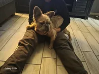 Beyonce , a female French Bulldog for sale in Port Richey, FL – Photo 5 of 5