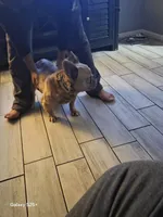 Beyonce , a female French Bulldog for sale in Port Richey, FL – Photo 4 of 5