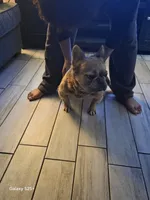 Beyonce , a female French Bulldog for sale in Port Richey, FL – Photo 3 of 5